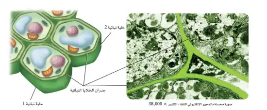 يبين الشكل خلايا نباتية وجدرانها الخلوية