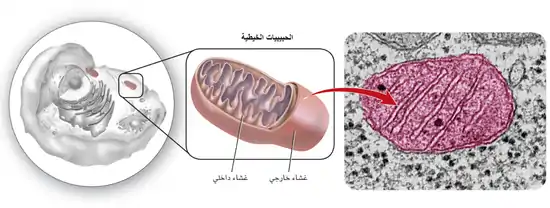 تنتح الحبيبات الخيطية الطاقة وتجعلها متوافرة للخلية