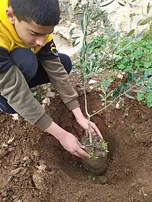 زراعة أشجار زيتون في فلسطين