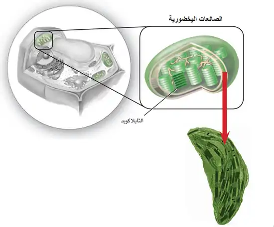 تمتص الصانعات اليخضورية في النبات الطاقة الضوئية وتحولها إلى طاقة كيميائية