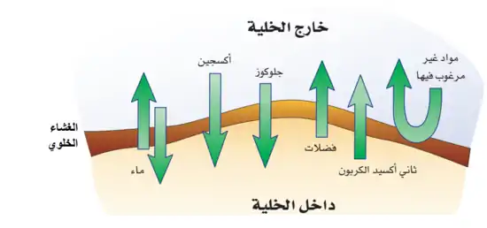 يحدد الغشاء الخلوي المواد التي تدخل إلى الخلية أو تخرج منها