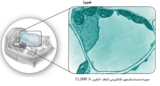 تحتوي خلايا النبات حجرات تخزين كبيرة محاطة بغشاء، تسمى الفجوات