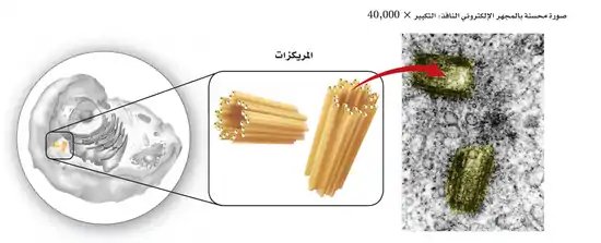 تتكون المريكزات من الأنيبيبيات الدقيقة وتؤدي دورًا مهمًّا في انقسام الخلية