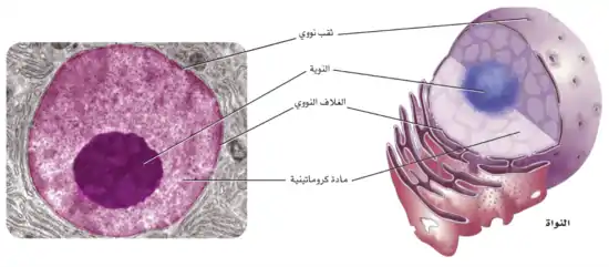 شكل نواة الخلية ثلاثي الأبعاد. وتبين الصورة مقطعًا عرضيًّا في النواة