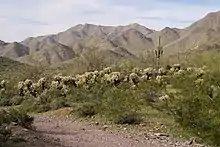 Desert scene with many cactus, mountains in the background, a footpath in the foreground