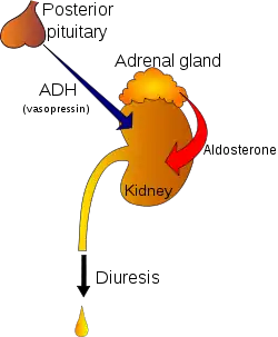 Regulation of urine production by ADH and aldosterone