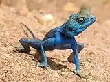 ذكر ال (Agama sinaita) في الأردن. هذا النوع شائع في الصحاري حول شواطئ البحر الأحمر. عندما يكون الجو حاراً ينقلب لون الذكر إلى الأزرق لجذب الإناث.