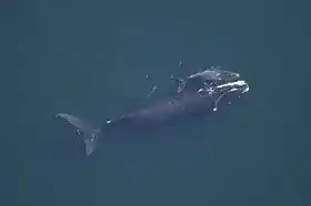 North Atlantic right whale