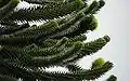 Araucaria araucana branch