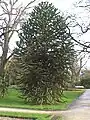 Monkey puzzle trees are popularly grown as نباتات زينةs