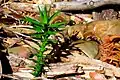 Juvenile foliage closeup