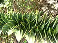 Araucaria araucana, Botanical Garden, فروتسواف, Poland