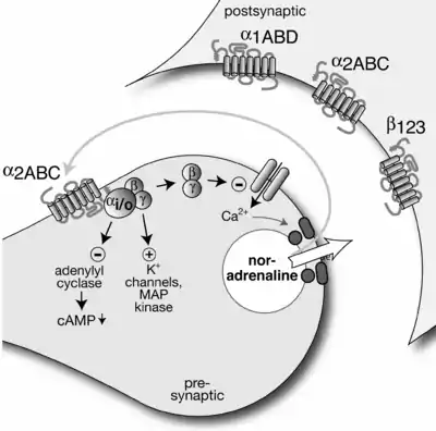 Autoreceptor diagram