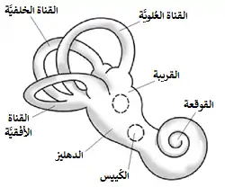 مخطط للأذن الداخلية.