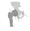 تفاصيل مفصل الورك. 1. عظم الفخذ 2. عنق عظم الفخذ  3. رأس عظم الفخذ  4. الحُقّ 5. شَفا الحُقّ  6. عظم الحوض