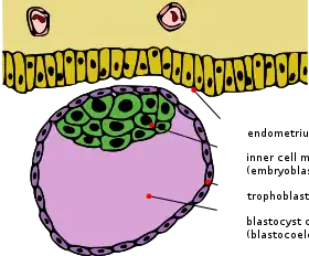 كيسة أريمية مع كتلة الخلايا الداخلية وأرومة مغذية.