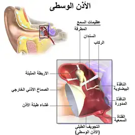 الأذن الوسطى