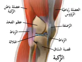 عظام الساق الأيمن ، نظرة من الجانب الوحشي (الخارجي). ويمكن تصور مكان حديبة جيردي بالمقارنة مع الصورة في صندوق المعلومات.