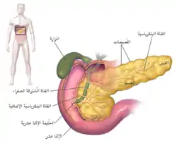 صورة توضيحية للبنكرياس.