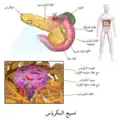 صورة توضيحية للنسيج البنكرياسي تظهر فيها جزر لانجرهانز.