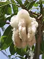 An open fruit pod, displaying the silk-like fibers that give the tree its name, Silk Floss Tree.