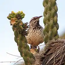 Standing outside of a nest between two arms of a cholla cactus