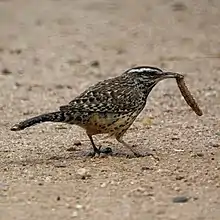 Holding an insect in its beak while on the ground