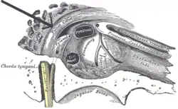 View of the inner wall of the غشاء طبلي. (Facial canal visible in upper left.)