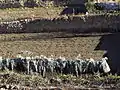 Cultivated cardoons in آغردا, Spain