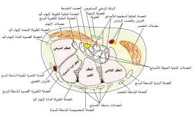 Transverse section across the wrist and digits.