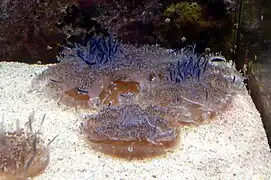 كسيوبيا أندروميدية, a كسيوبية (inverted jellyfish)