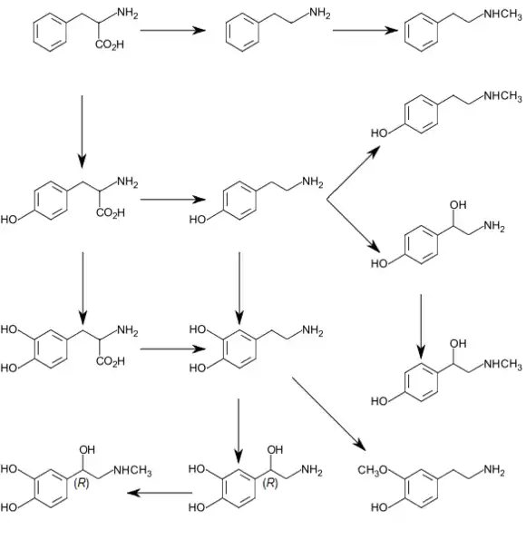 Graphic of catecholamine and trace amine biosynthesis