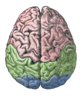 Diagram of the human brain.