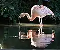 Chilean flamingo at the Adelaide Zoo