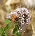 Choreutis nemorana