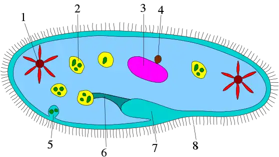 Ciliophora morphology