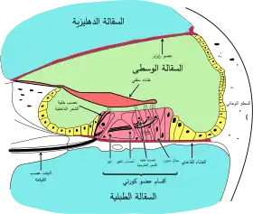 مقطع عرضي لقوقعة الأذن.