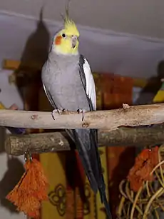 A slender mainly grey male crested parrot with a yellow and orange head perched on a horizontal wooden branch placed high in a room.