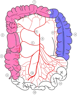 Colonic blood supply Hussam