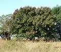 Mature tree