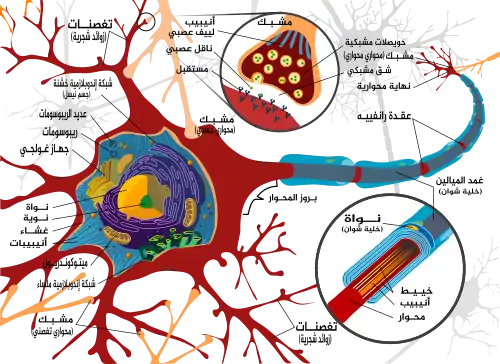 Complete neuron cell diagram ar.svg