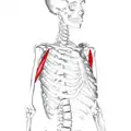 Front of right upper extremity. (Coracobrachialis labeled at right, fourth from the bottom.