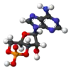 أحادي فوسفات الأدينوسين الحلقي