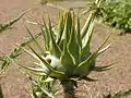 Inflorescence bud