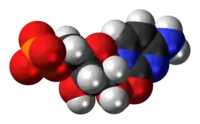 Space-filling model of the cytidine monophosphate molecule as anion (2- charge)