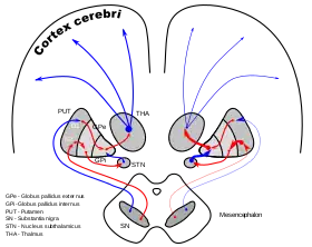 كرة شاحبة (تشريح)