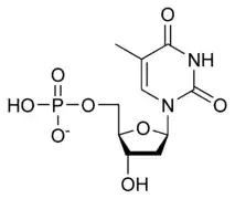 Skeletal formula of thymidine monophosphate as an anion, single negative charge