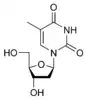 structure chimique de la thymidine