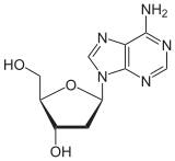 Skeletal formula of deoxyadenosine