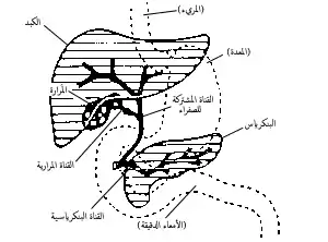 الجهاز الهضمي الملحق.